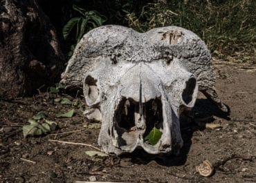 Elephant skull | Gabriele Orlini, ©2019