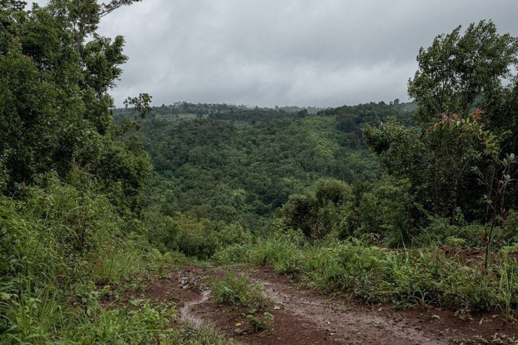 La foresta degli immortali