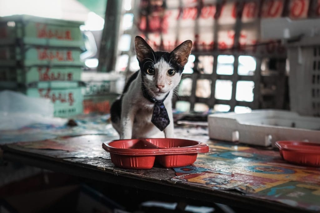 Bangkok | ©Gabriele Orlini, 2022