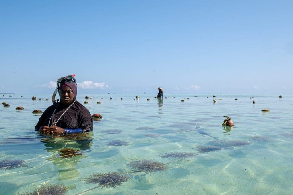 sponge farm