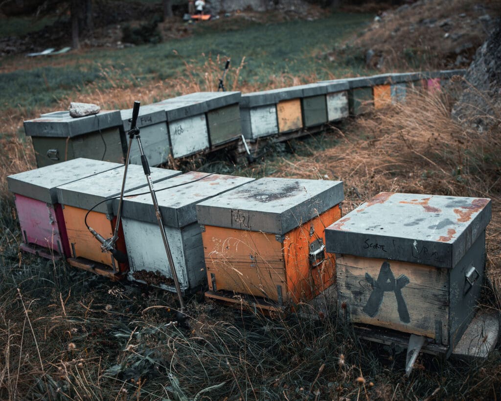 Tobees - Il canto invisibile delle api