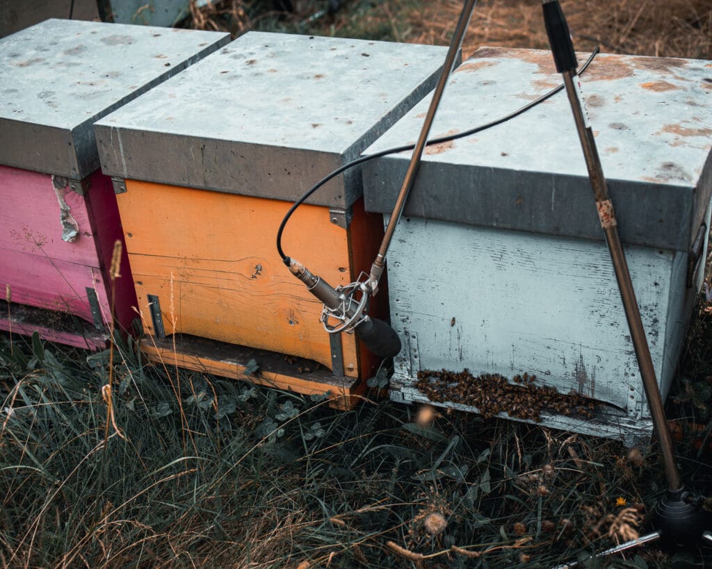 Tobees - Il canto invisibile delle api